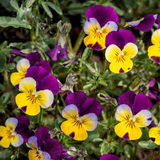 Attēlu rezultāti vaicājumam “Viola tricolor flower”