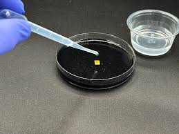 Attēlu rezultāti vaicājumam “Physarum sulphureum stalked”