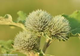 Attēlu rezultāti vaicājumam “Arctium tomentosum”