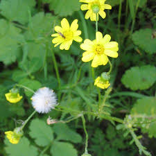 Attēlu rezultāti vaicājumam “Senecio vernalis bud”