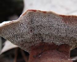 Attēlu rezultāti vaicājumam “Hydnellum sp.”