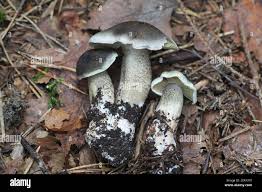 Attēlu rezultāti vaicājumam “Tricholoma sp.”