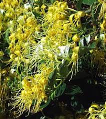 Attēlu rezultāti vaicājumam “Lonicera”