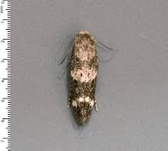 Attēlu rezultāti vaicājumam “Cnaemidophorus rhododactyla”