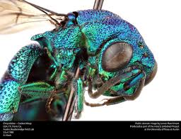 Attēlu rezultāti vaicājumam “Chrysididae”