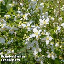 Attēlu rezultāti vaicājumam “Philadelphus lemoinei flower”