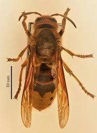 Attēlu rezultāti vaicājumam “Vespa crabro”