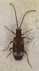 Attēlu rezultāti vaicājumam “Ptinus sp.”