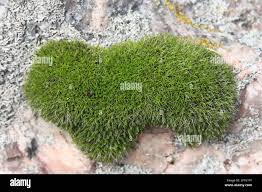 Attēlu rezultāti vaicājumam “Grimmia muehlenbeckii”