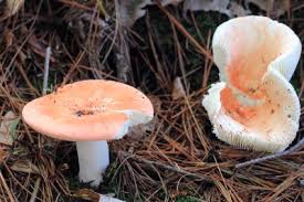 Attēlu rezultāti vaicājumam “Russulales”