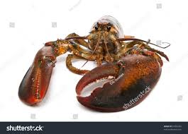 Image result for Homarus americanus