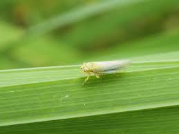 Attēlu rezultāti vaicājumam “Cicadella viridis female”
