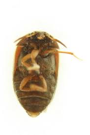 Attēlu rezultāti vaicājumam “Attagenus smirnovi”