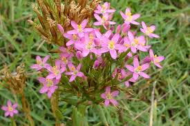 Image result for Centaurium erythraea