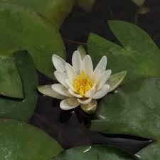 Attēlu rezultāti vaicājumam “Nymphaea candida leaf”