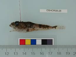 Image result for Myoxocephalus octodecemspinosus