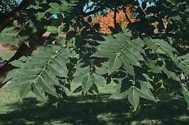 Attēlu rezultāti vaicājumam “Phellodendron amurense leaf”