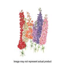 Attēlu rezultāti vaicājumam “Consolida regalis flower”