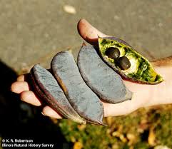 Attēlu rezultāti vaicājumam “Gymnocladus dioicus flower”