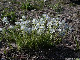 Attēlu rezultāti vaicājumam “Cerastium arvense flower”