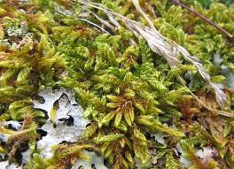 Attēlu rezultāti vaicājumam “Hypnum cupressiforme var. lacunosum sporophyte”