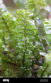 Attēlu rezultāti vaicājumam “Plagiochila”