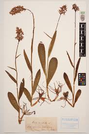 Attēlu rezultāti vaicājumam “Dactylorhiza maculata”