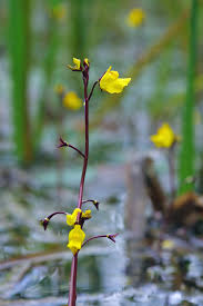 Attēlu rezultāti vaicājumam “Utricularia intermedia flower”