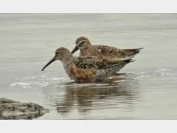 Attēlu rezultāti vaicājumam “Calidris ferruginea adult”