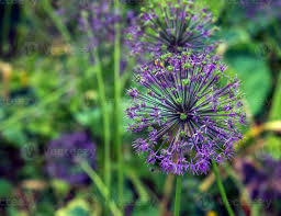 Attēlu rezultāti vaicājumam “Allium holandicum flower”