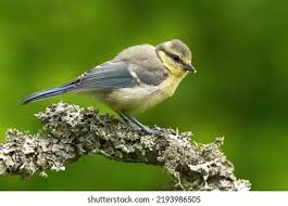 Attēlu rezultāti vaicājumam “Cyanistes caeruleus juvenile”