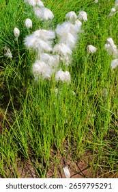 Attēlu rezultāti vaicājumam “Eriophorum angustifolium”