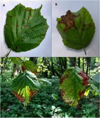 Attēlu rezultāti vaicājumam “Corylus avellana leaf”