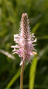 Attēlu rezultāti vaicājumam “Plantago media”