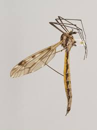 Attēlu rezultāti vaicājumam “Tipulidae female”