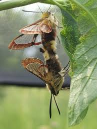 Attēlu rezultāti vaicājumam “Hemaris fuciformis”