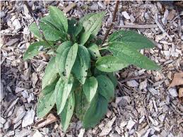 Attēlu rezultāti vaicājumam “Echinacea purpurea leaf”