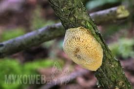 Attēlu rezultāti vaicājumam “Dichomitus campestris”