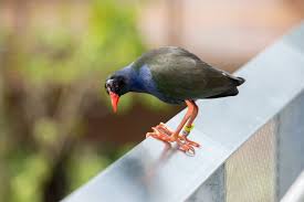 Image result for Porphyrio alleni