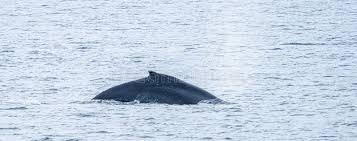 Image result for Balaenoptera bonaerensis