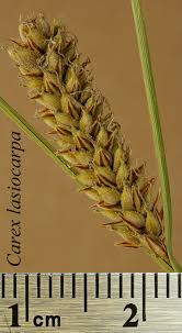 Attēlu rezultāti vaicājumam “Carex lasiocarpa leaf”