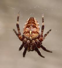 Attēlu rezultāti vaicājumam “Araneus diadematus juvenile”