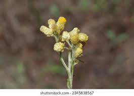 Attēlu rezultāti vaicājumam “Helichrysum arenarium bud”