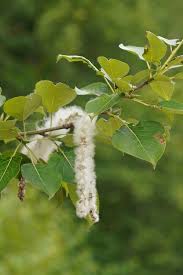 Attēlu rezultāti vaicājumam “Populus”