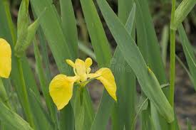 Attēlu rezultāti vaicājumam “Iris pseudacorus leaf”
