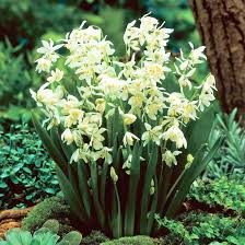 Attēlu rezultāti vaicājumam “Scilla siberica”