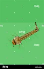 Attēlu rezultāti vaicājumam “Culex pipiens larva”