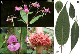 Attēlu rezultāti vaicājumam “Impatiens glandulifera leaf”