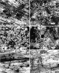 Attēlu rezultāti vaicājumam “Chaenotheca trichialis”