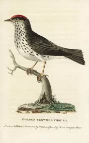 Image result for Seiurus aurocapilla